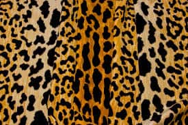 leopard • A Glass of Bovino