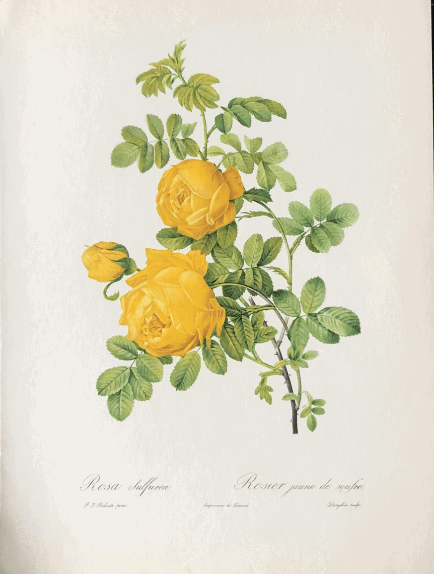 yellow-rose-lithograph