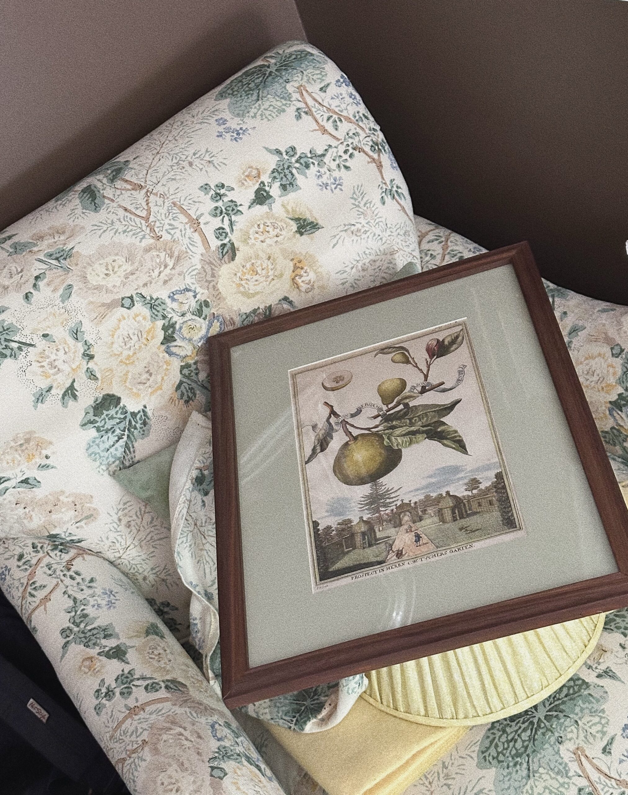 antique-volkamer-print